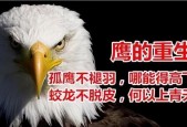 鹰为什么不攻击人