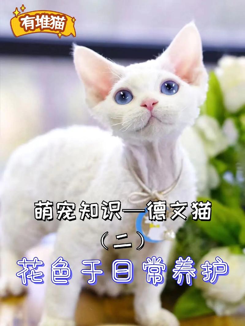 德文卷毛猫好养吗，了解德文卷毛猫的饲养知识  第2张